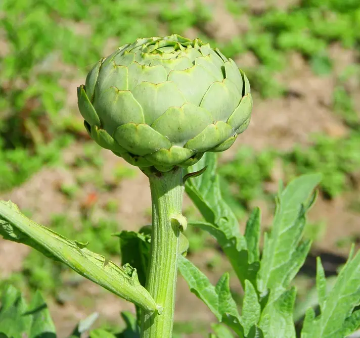 Cynara scolymus Gros Vert de Laon Pot - Artichaut comestible.