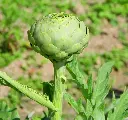 Cynara scolymus Gros Vert de Laon Pot - Artichaut comestible.