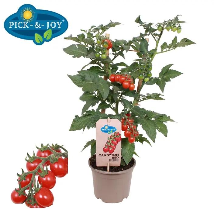 Candytom - berry tomato cerise naine Pot P14 cm