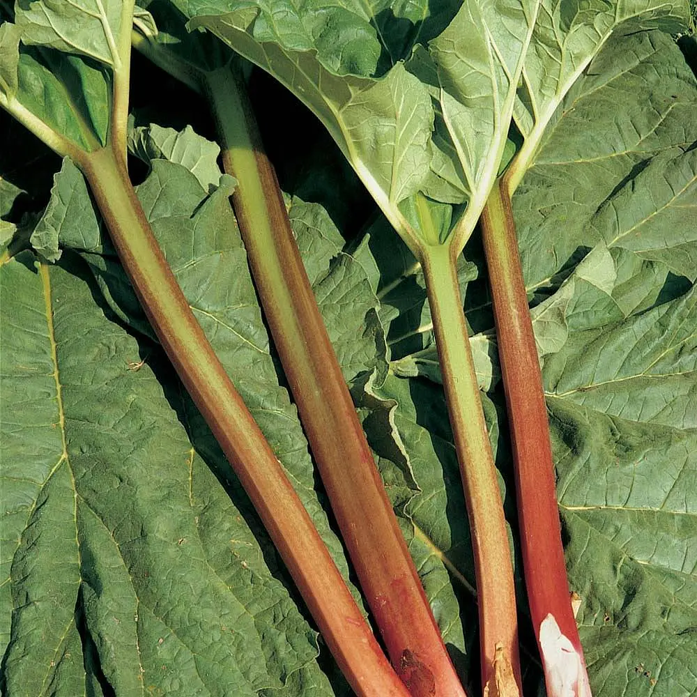 Rhubarbe rheum c5