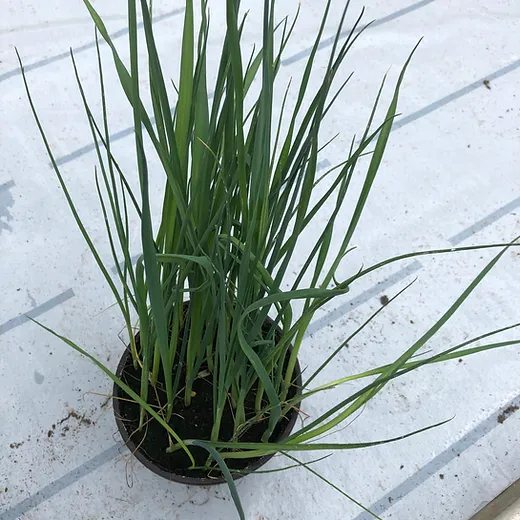 Poireau d'hiver à repiquer +/- 25 pc/ Pot P13 ** A repiquer au printemps **