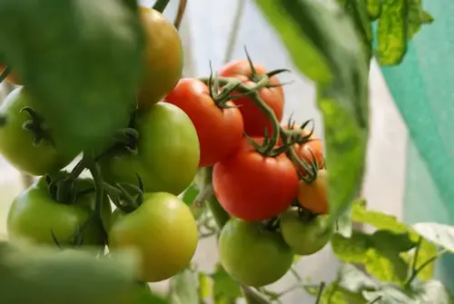 Tomate divers lt2