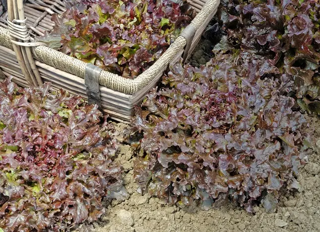 Barquette 6 Laitue feuille de chêne rouge - salade à repiquer