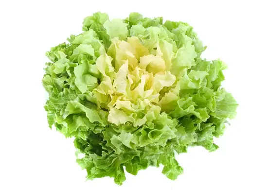 Barquette 6 scarole endive- jeunes plants à repiquer