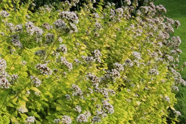 Origanum vulgaris Thumble Variety Pot C 1.5L