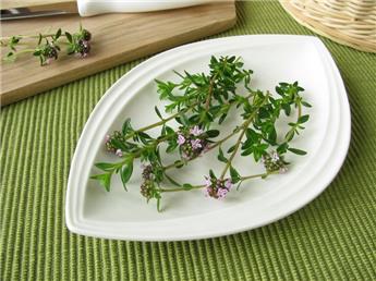 Satureja montana C 1.5 ** Sariette