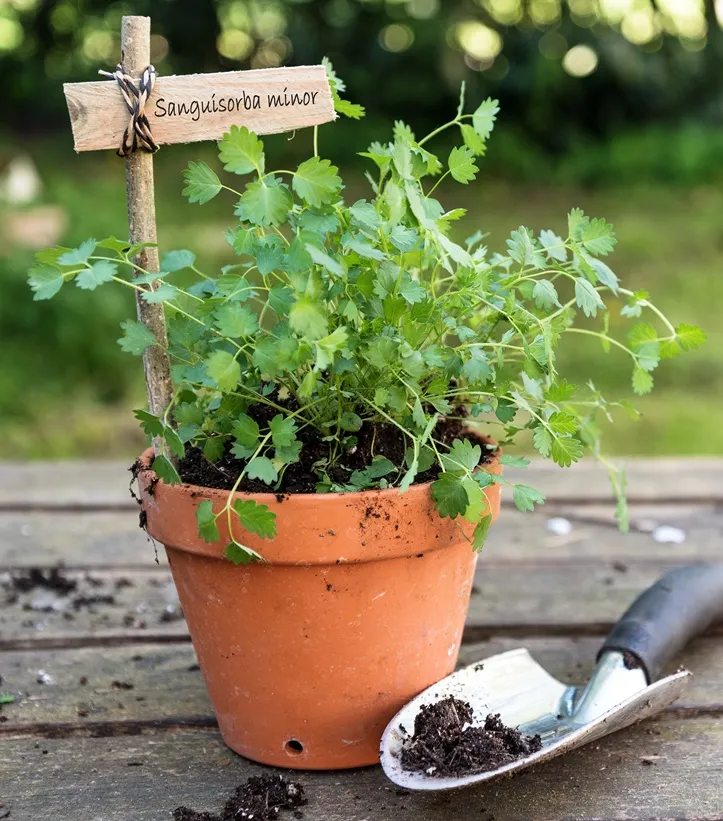 Sanguisorba minor Pot C1.5L - Primprenelle petite