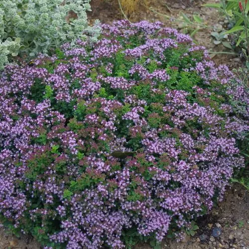 Origanum vulgaris Compactum Nanum Pot C 1.5L