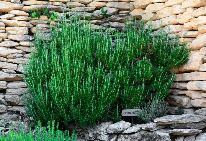 [101087] Rosmarinus officinalis Touffe 50 60 cm Pot P35 - Romarin comestible.