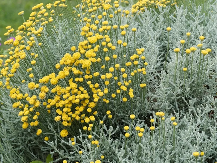 Santolina chamaecyparissus Pot C1.5L - Parfumé