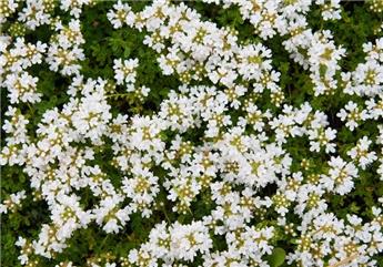 Thymus praecox Albiflorus Pot P17  ** Thym des montagnes comestible **