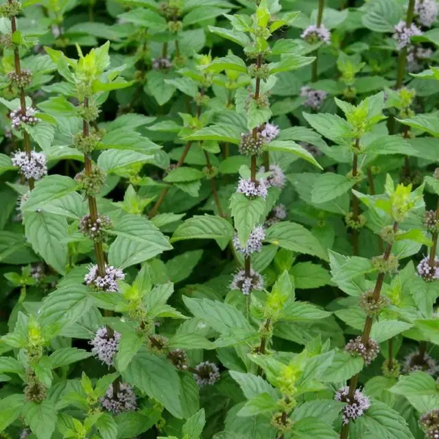 Mentha gentilis Ginger C 1.5L