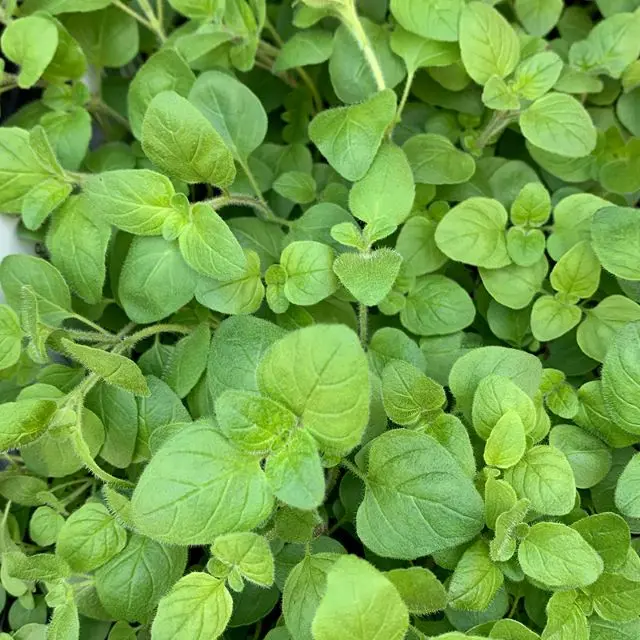 Origanum heracleoticum Pot C 1.5 ** Origan vert **