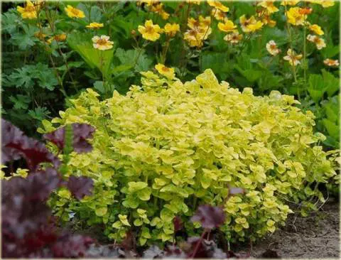 Origanum vulgaris Aurea Pot C 1.5L