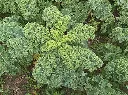 Brassica oleracea laciniata Westlandse Winter Pot C 1.5L ** Choux frisé vert **