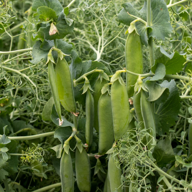 [143337] Pisum sativum Parsley Pot C1.5L - Pois Persil mangetout