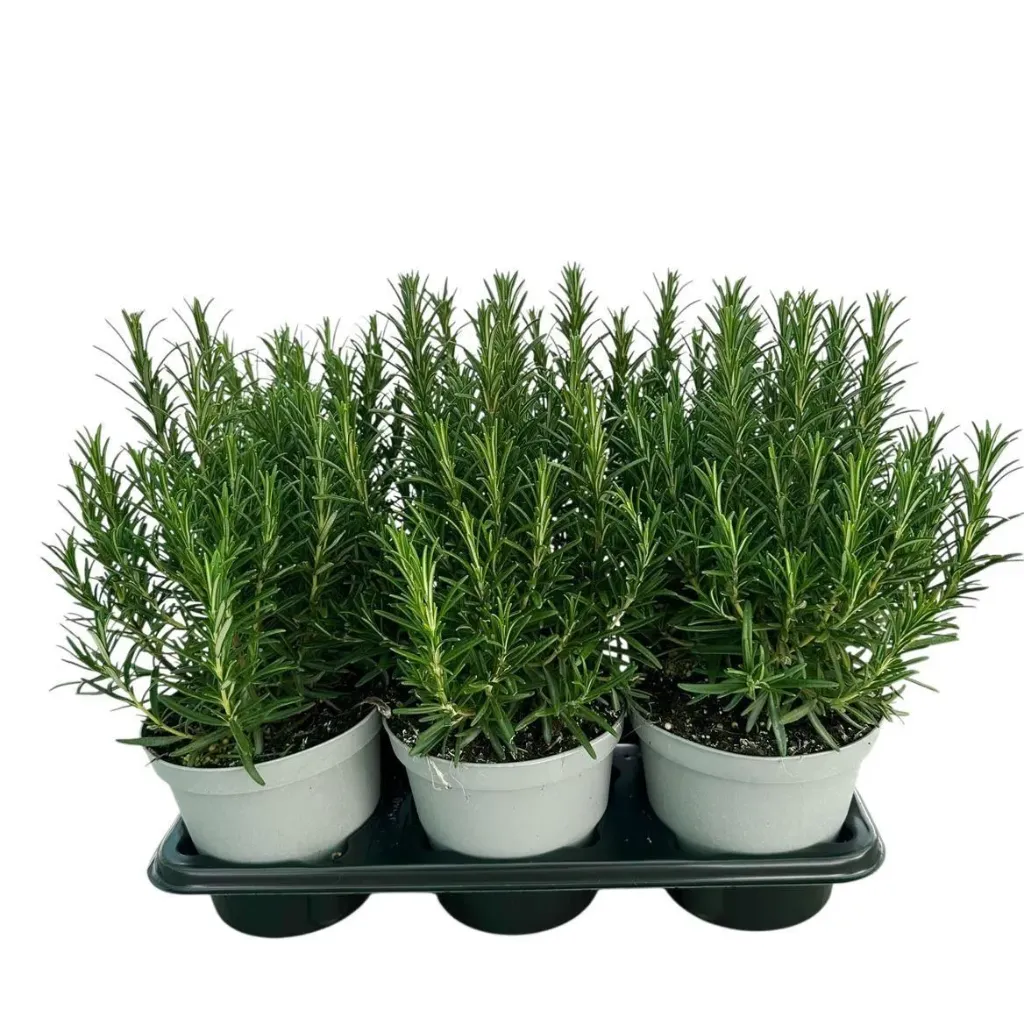 Rosmarinus Officinalis Pot P14 - Romarin