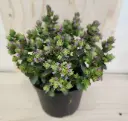Origanum Dingle Fairy Pot P13 cm ** Origan 
