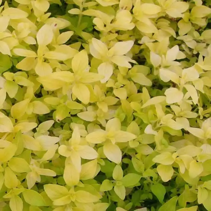 Origanum vulgaris Acorn Bank Pot C 1.5L ** Origan doré **