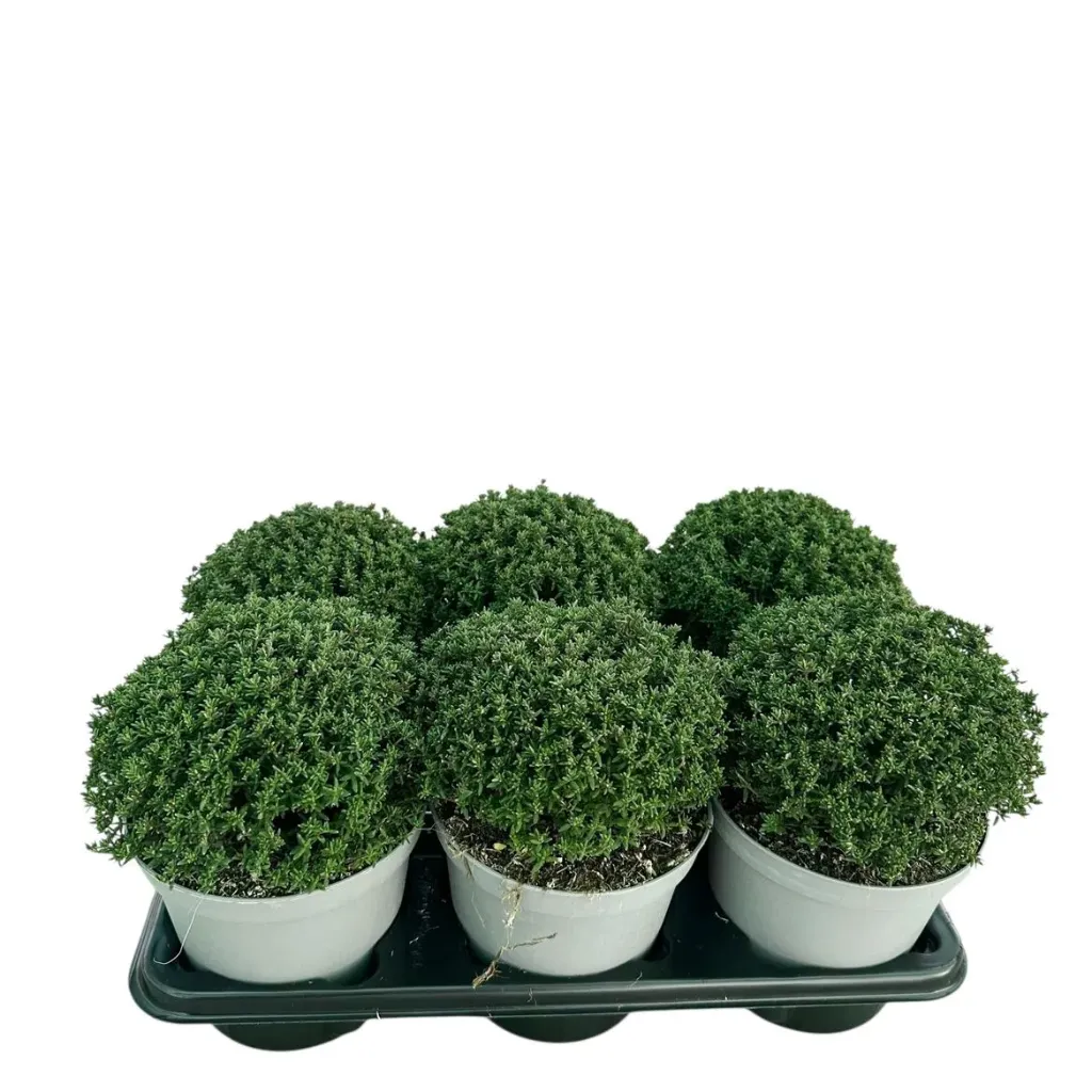 [101725] Thymus vulgaris - Thym condimentaire Pot P14