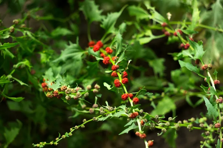 [139744] Chenopodium capitatum Pot C1.5 ** Epinard fraise en tête ou arroche fraise