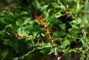 Chenopodium capitatum Pot C1.5 ** Epinard fraise en tête ou arroche fraise