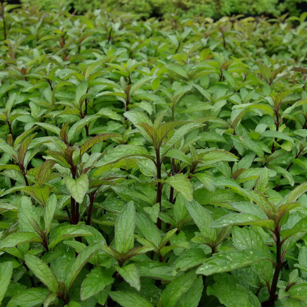 Menthe Thai C 1.5L ** Mentha arvensis Thai **