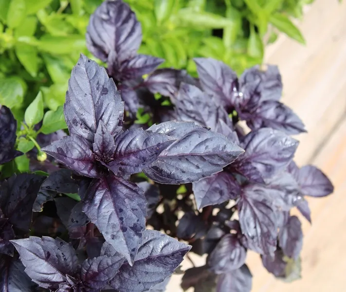[126677] Basilic pourpre - Ocimum basilicum Purpurascens Pot