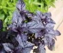 Basilic pourpre - Ocimum basilicum Purpurascens Pot