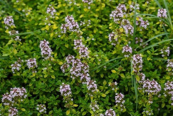 [142495] Thymus citriodorus Aureus Pot P25 - Thym citron jaune