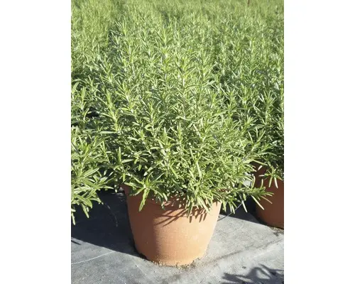 [109344] Rosmarinus Officinalis Pot P25 cm ** Romarin **