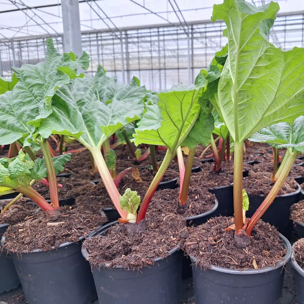 Rheum Red Champagne Rhubarbe ** Variété rouge et sucrée ** en pot de 2L