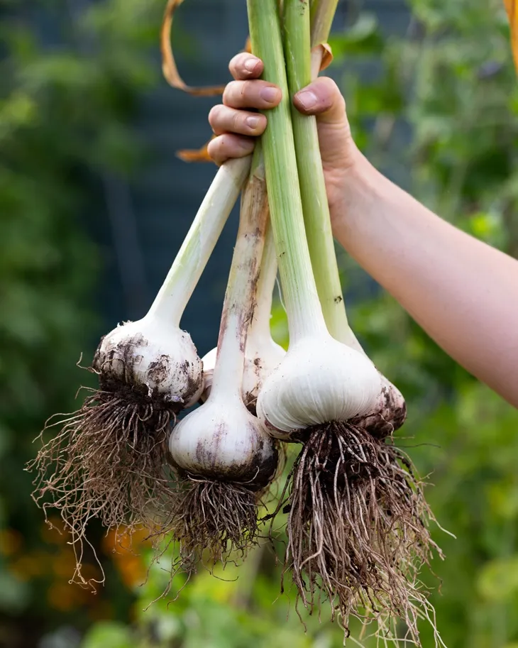 Allium ampeloprasum Elephant Garlic Pot C1.5 - ail géant