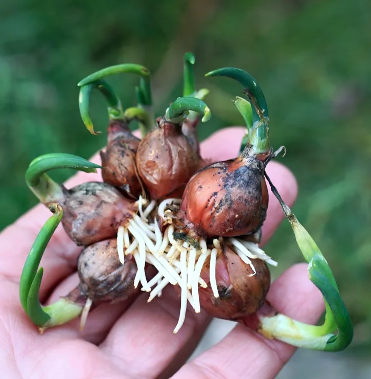 Allium Cepa Poliferum - Oignon Rocambolle ou Egyptien Pot C1.5