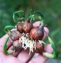 Allium Cepa Poliferum - Oignon Rocambolle ou Egyptien Pot C1.5