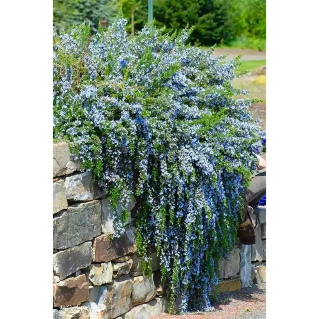 [143266] Rosmarinus officinalis Capri ou Repens Pot P19 cm - Romarin rampant