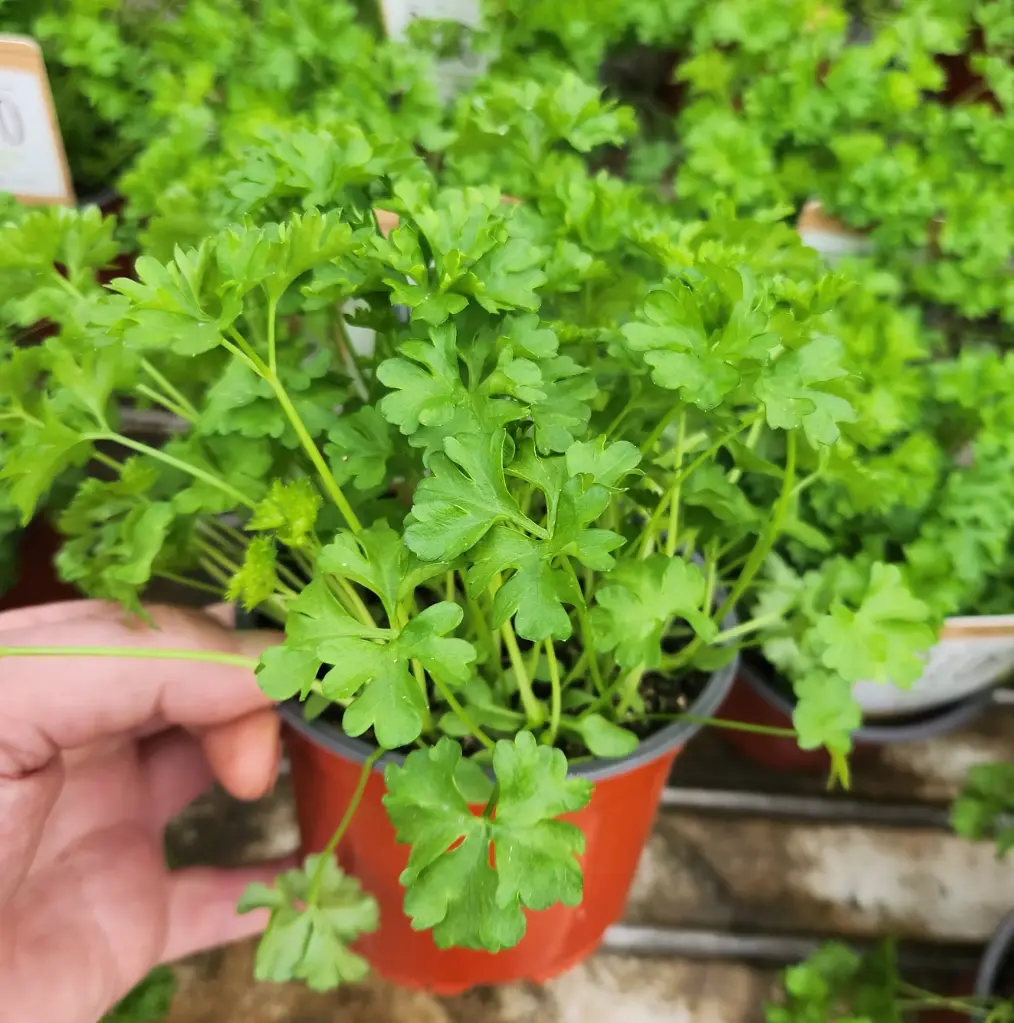Persil frisé BIO - Petroselium crispum Pot P12