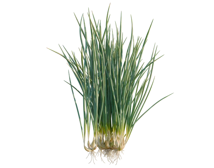 Allium fistulosum Pot C 1.5 - Ciboule commune