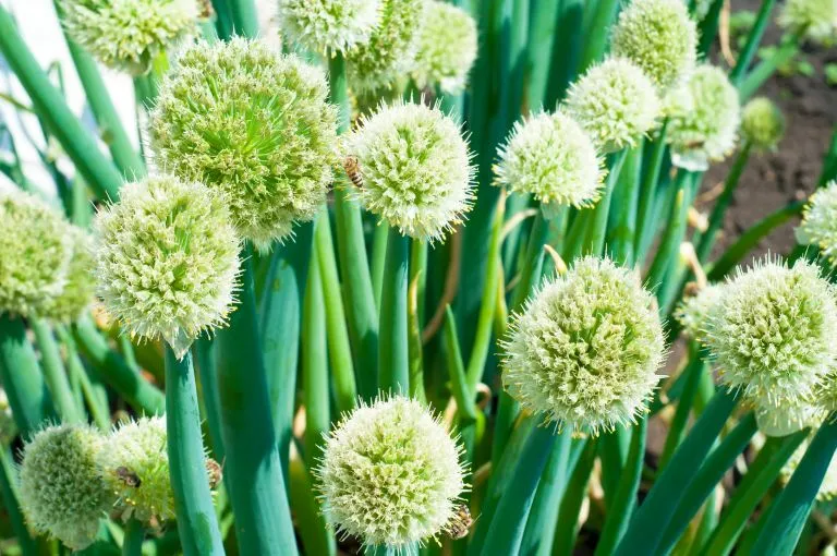 Allium fistulosum var. bulbifera Pot C 1.5L ** Oignon perpétuel **