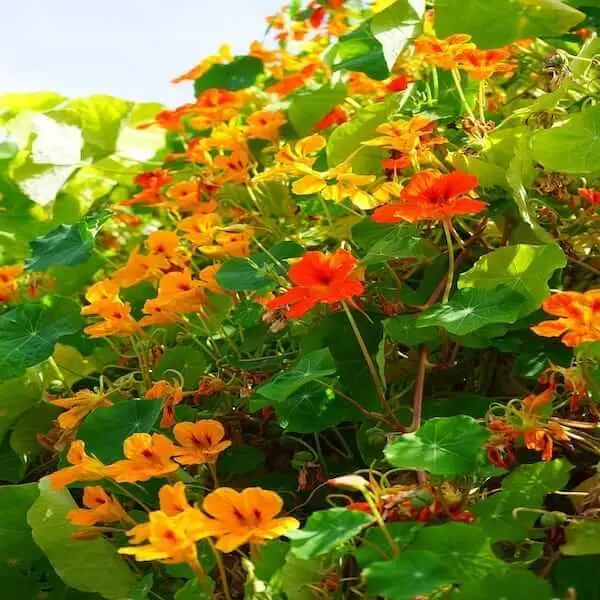  Capucine naine varie Tropaeolum Pot P14