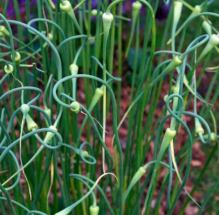 Allium sativum Ophioscorodon Pot C 1.5L - Ail rocambole