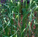 Allium sativum Ophioscorodon Pot C 1.5L - Ail rocambole