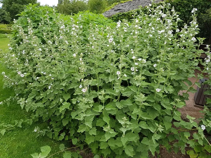 Althaea officinalis - Guimauve Pot C1.5litres