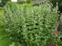 Althaea officinalis - Guimauve Pot C1.5litres