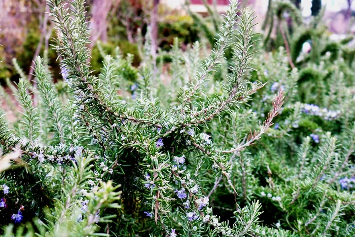 Rosmarinus officinalis Capri ou Repens Pot P14 - Romarin rampant