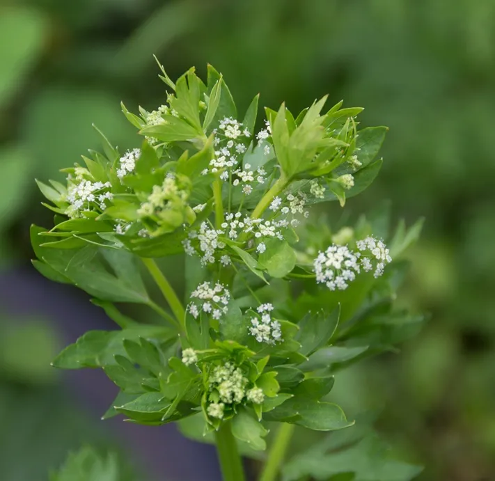Apium graveolens - Celeri ou ache des marais Pot C1.5