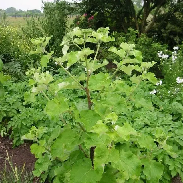 Arctium lappa Pot C 1.5L - Bardane