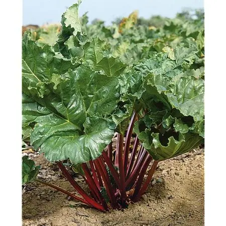 Rheum rhabarbarum Goliath Pot C3 ** Rhubarbe très productive **