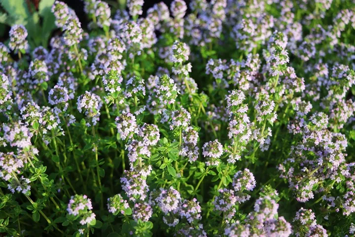 Thymus citriodorus Pot P17-18 cm - THYM CITRON COMESTIBLE