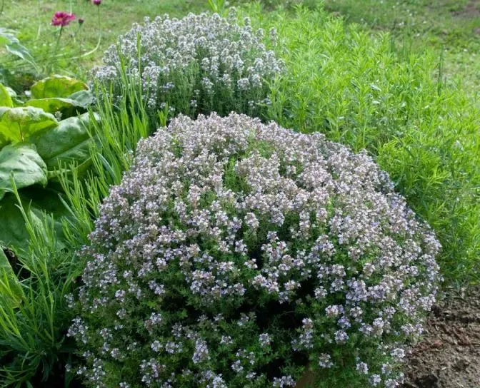 [126279] Thymus vulgaris Pot P25 cm